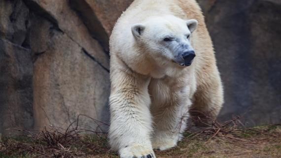 Lincoln Park Zoo