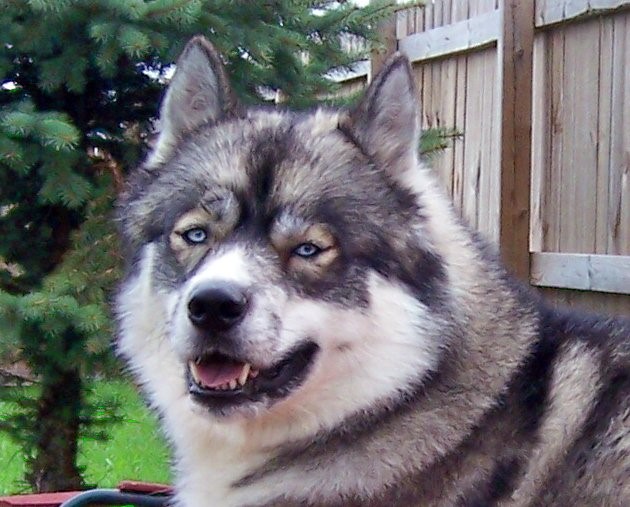 Siberian Outpost-Mystery Revealed